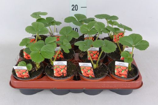Fresas Trepadoras Fragaria Climbing 4 uds.