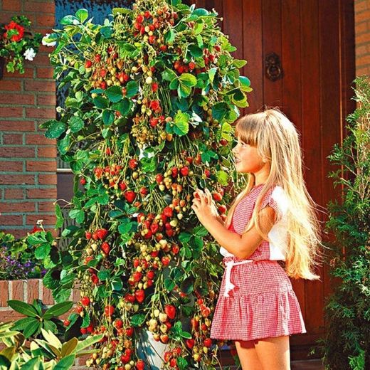 Fresas Trepadoras Fragaria Climbing 4 uds.