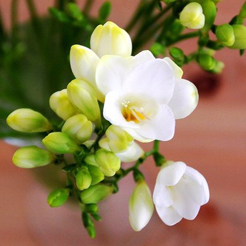 Fresias Híbridas — Floresfrescasonline