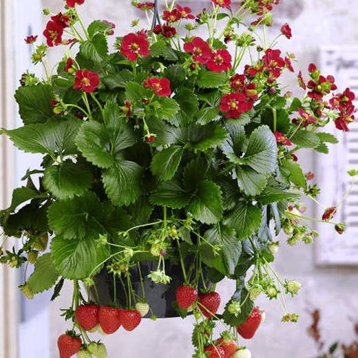 Fresones de Flor Roja Ruby Ann