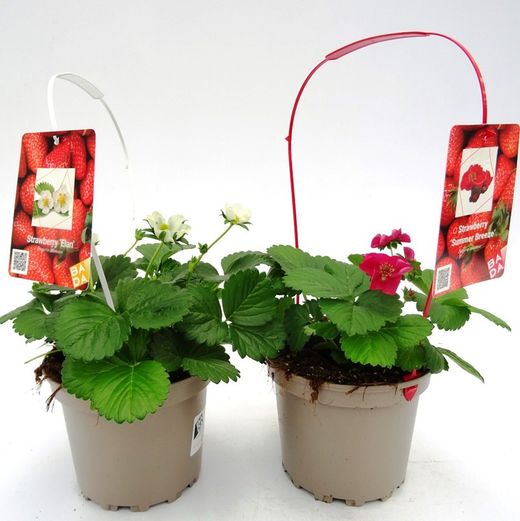 Fresones de Flor Roja Ruby Ann