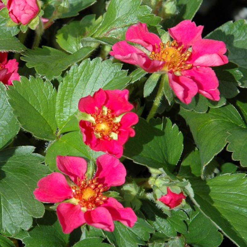 Ruby Ann Morangos Flor Vermelha Flores Frescas Online
