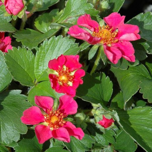 Fresones Flor Roja Red Rose Miami Caja 10 uds.