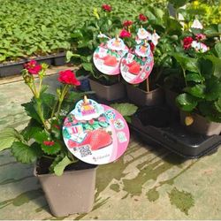 Fresones Flor Roja Red Rose Miami Caja 10 uds.