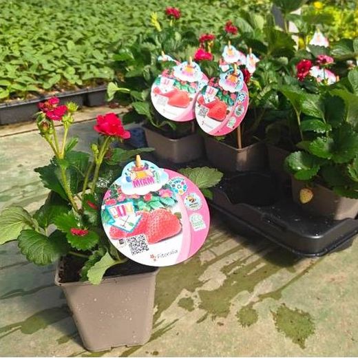 Fresones Flor Roja Red Rose Miami Caja 10 uds.