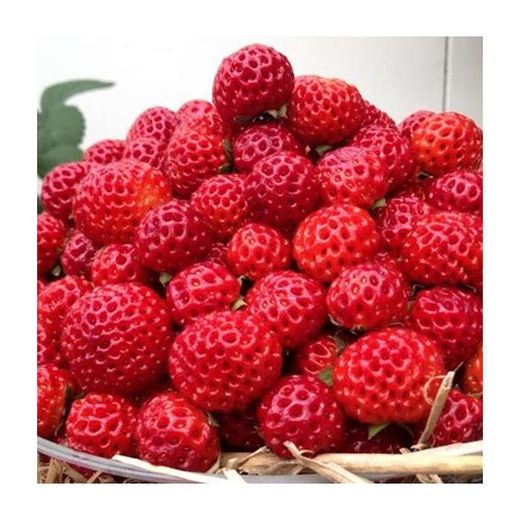 Fresones Framberry caja 6 uds.