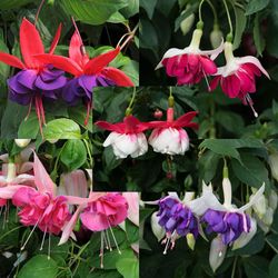 Fuchsias Deco