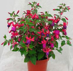 Fuchsias Deco
