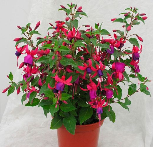 Fuchsias Deco