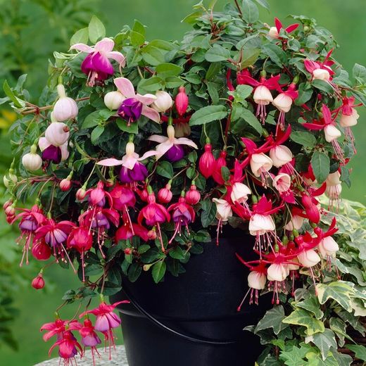 Fuchsias Deco
