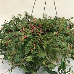 Fuchsias Deco