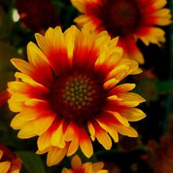 Gaillardia aristata Caixa 6 unitats.