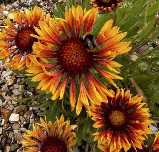 Gaillardia aristata Caixa 6 unitats.