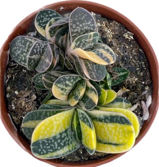Gasteria Mínima