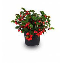 Gaultheria Procumbens (Reflex)