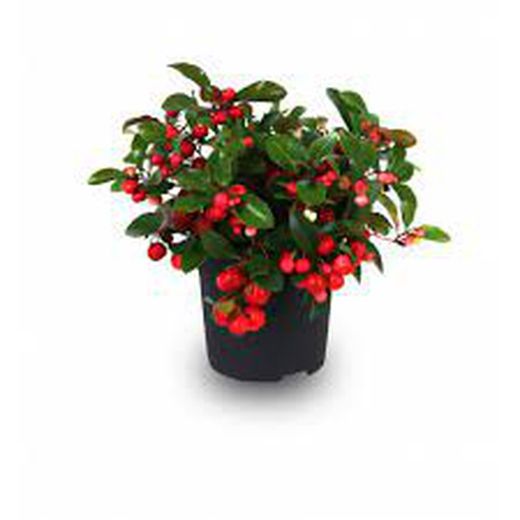 Gaultheria Procumbens (Reflex)