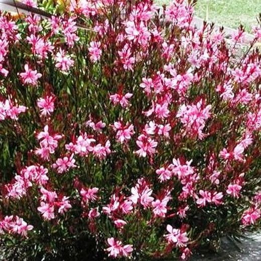 Gaura Lindheimeri Caja 6 uds.
