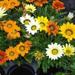 Gazanias Caja de 10/15 uds.