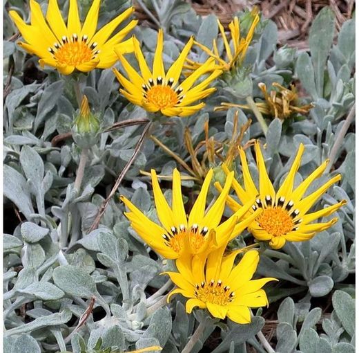 Gazanias Caja de 10/15 uds.