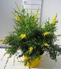 Genista Maderensis Deco