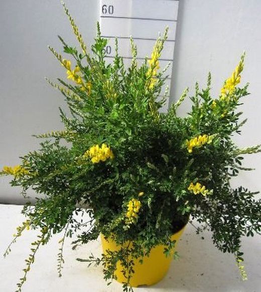 Genista Maderensis Deco