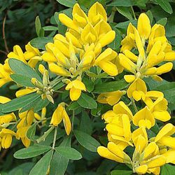 Genista Maderensis Deco