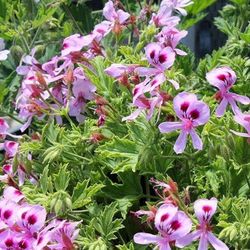 Planta Geranio Citrosa Antimosquitos