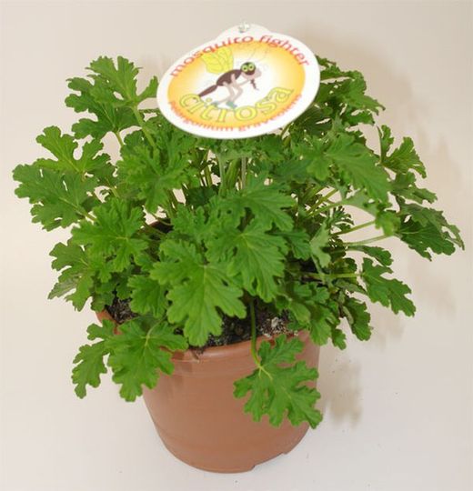 Planta Geranio Citrosa Antimosquitos