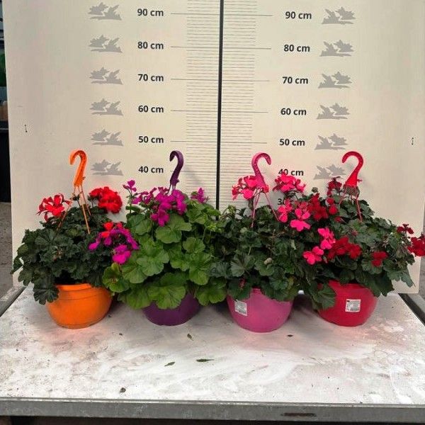 Geranio Hybrid Caliente Fucsia