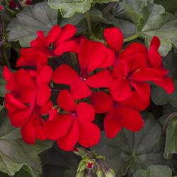 Geranio Hybrid Caliente