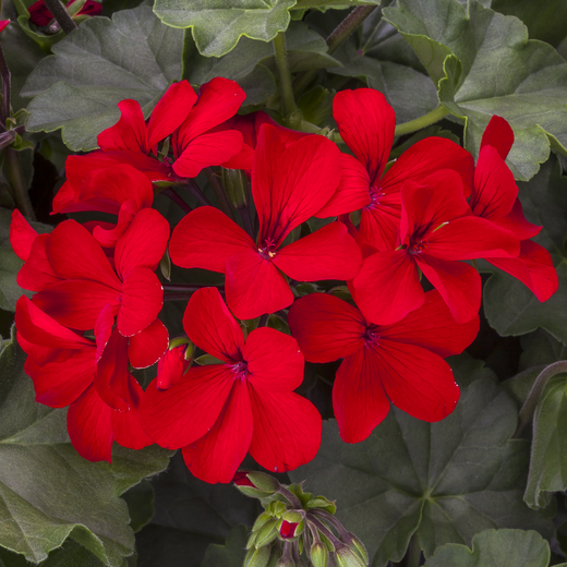 Geranio Hybrid Caliente