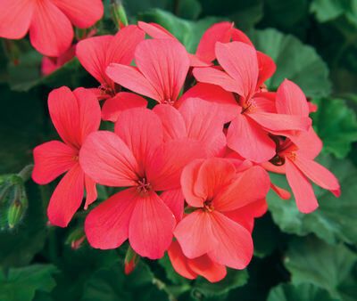 Geranio Hybrid Caliente