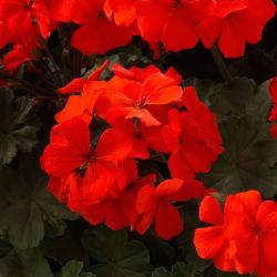 Geranio Hybrid Caliente