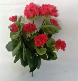 Geranio Zonal Artificial