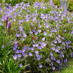 Geranium Rozanne Caja 6 uds.