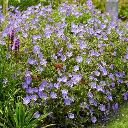 Geranium Rozanne Caja 6 uds.