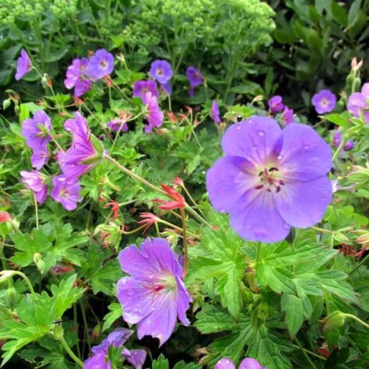 Geranium Rozanne Caja 6 uds.
