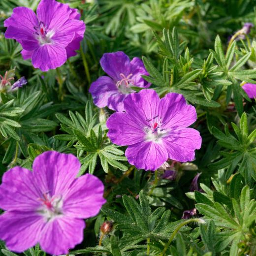Geranium Sanguineum Pack 4 plantas