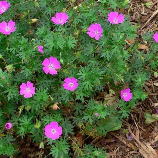Geranium Sanguineum Pack 6 plantas