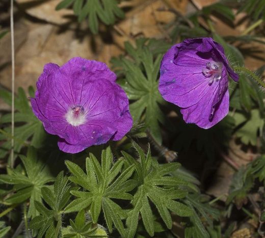 Geranium Sanguineum Pack 6 plantas