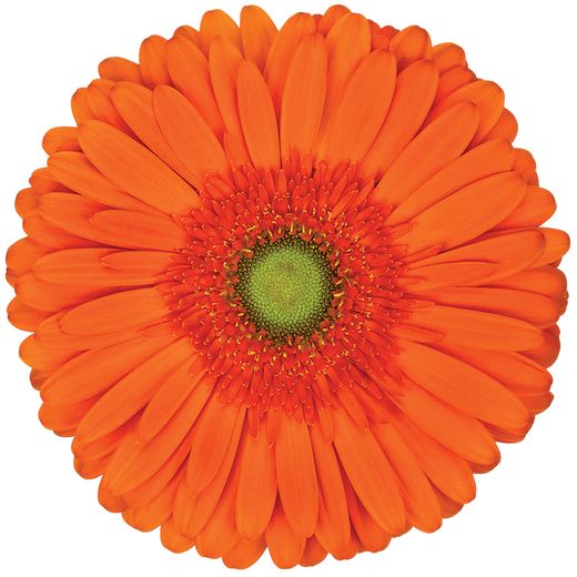 Gerbera Atlanta 10 tallos
