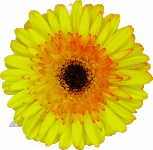 Gerbera Aventura