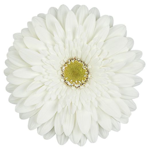 Gerbera Balance