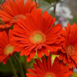 Gerbera Caixa 10 u.