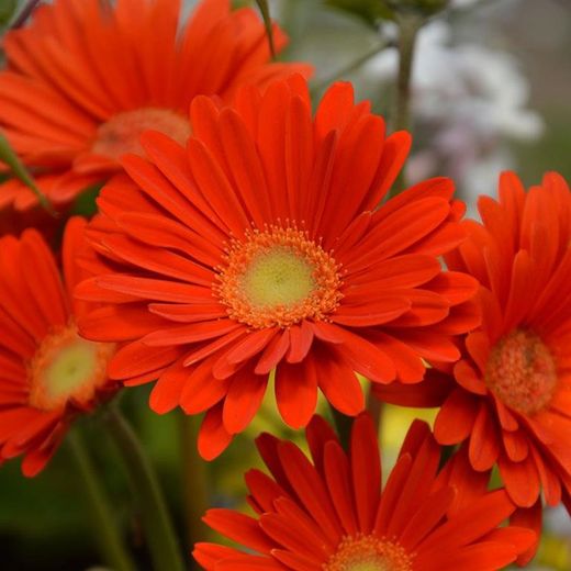 Gerbera Caixa 10 u.