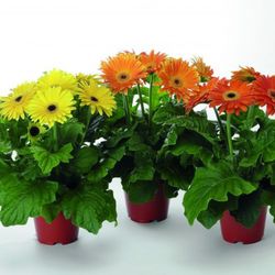 Gerbera Caixa 10 u.