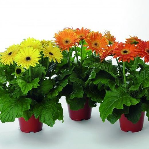 Gerbera Caixa 10 u.