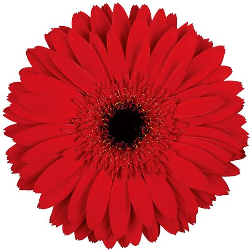 Gerbera Dinamic 10 tallos