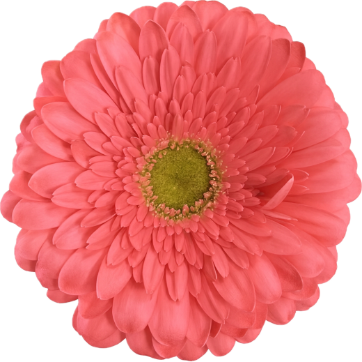 Gerbera Enrique 10 tallos