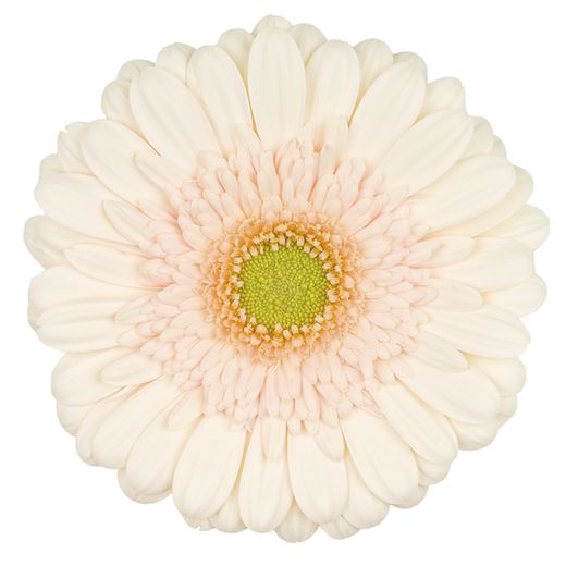 Gerbera Estate 10 tallos